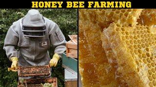 Beginner's Guide to Bee Farming: How to Start Your Own Beehive and Harvest Honey