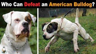 6 Dogs That Could Defeat an American Bulldog