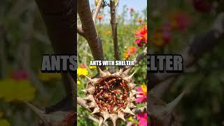 The Mind-Blowing Symbiotic Alliance of Ants and Trees