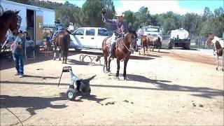 Vegas - The Team Roping Dummy by RopeSteer