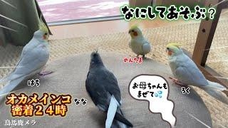 オカメインコだらけ️朝から晩までオカメインコ達を密着２４時  #オカメインコ #cockatiel #バードアスレチック #インコお喋り #オカメインコはち