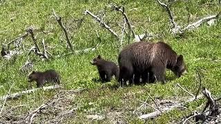 Grizzly Bear in Yellowstone #bear #wildlife #travel