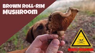 THE DEADLY BROWN ROLL RIM MUSHROOM | Paxillus involutus