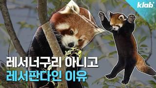 인기에 밀려 이름을 개명당한 원조 판다｜크랩