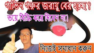 গাভীন গরুর জরায়ু বের হলে কি করবেন।Cow Uterus problem #খামারআমার