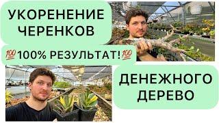  СУПЕР СПОСОБ  УКОРЕНЕНИЯ ЧЕРЕНКОВ ДЕНЕЖНОГО ДЕРЕВА ДРЕВОВИДНЫХ КРАССУЛ ТОЛСТЯНКИ CRASSULA OVATA