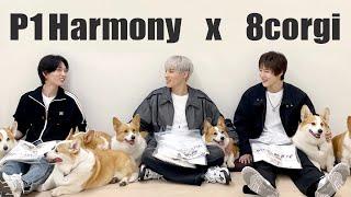 An idol who loves dogs, Piwon Harmony met 8 corgi and got nervous :)