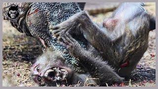 10 Epic Moments! Wild Predators Fight In The Nature For Survival | Animal Attack