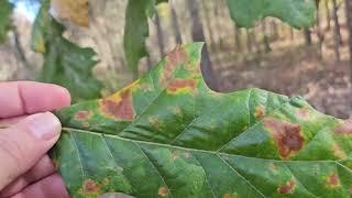 ID That Tree: Cherrybark Oak