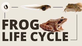 The Incredible Frog Life Cycle [Full Metamorphosis]