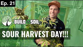 BuildASoil: HARVEST DAY FOR OUR BIG SOUR HUNT // LOOKING FOR THE BAS CUT (Season 7, Episode 21)