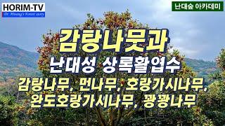 정원수로 좋은 감탕나무과 난대성 상록활엽수, 숲 전문 HORIM-TV