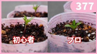 【プロ生産者の技】失敗しない苗の移植・鉢上げのコツ by 園芸チャンネル 377 園芸 ガーデニング 初心者