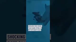 Terrifying video captures tiger shark trying to bite off diver’s head