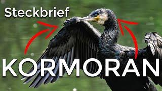 der KORMORAN - Steckbrief [Aussehen/Fortpflanzung und mehr]