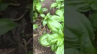 地植えバジルと地植えモロヘイヤ2