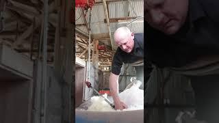 The Shearers Post Shearing Big Fat Wether and Ewe Sheep Belly Wool Technique Lay them Back