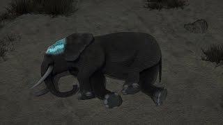 Elephants sleep less than other mammals