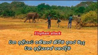 Wild Elephant attacked during treatment.