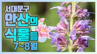 서대문구 안산의 식물｜ 7-8월