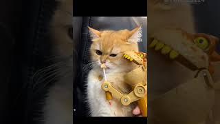 toy ne billy ko parishan kar Diya #comedy #cartoon #videos #viralshort