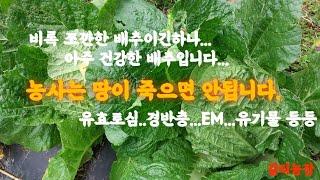 쪼깐한 배추를 소개합니다^^