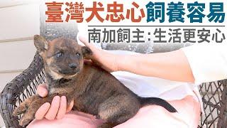 臺灣犬忠心飼養容易 南加飼主：生活更安心｜今日加州