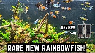 NEW RARE RAINBOWFISH IN THE FISH ROOM! IS THE HYGGER SPONGE FILTER THE BEST FOR YOUR AQUARIUM?