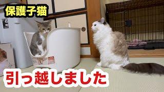 お引っ越しした保護子猫が嬉しそうです／先住猫に照れる子猫ナルミちゃん