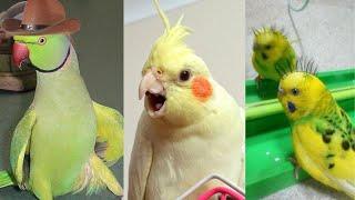 SMART AND FUNNY PARROTS - TRY NOT TO LAUGH | Funny Pets