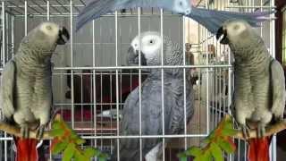 Parrot cough and does chicken sound