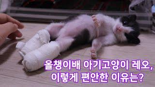 (SUB)묘집사 품에만 있던 , 아기고양이 카레와 레오에게 아빠고양이가 생겼어요!