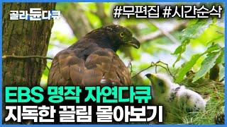 90분 순삭️EBS 명작 자연다큐 지독한 끌림 모아보기│다큐프라임│#골라듄다큐