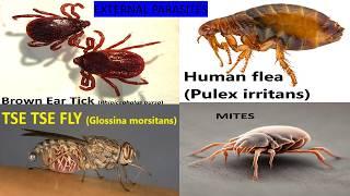 External Parasites