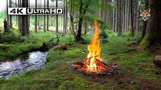 4K  This is a Real Forest Campfire Soothing Sounds of Nature Ultra HD