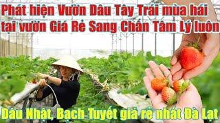 Bóc Phốt Vườn Dâu Tây Đà Lạt rẻ bằng nửa giá Vườn Dâu khác
