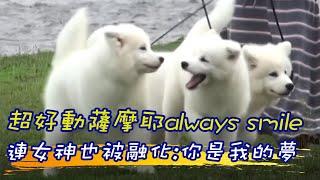 【毛球烏托邦】超好動薩摩耶always smile~連女神也被融化:你是我的夢 @快點TVHurryClick