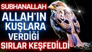 SUBHANALLAH! ALLAH'IN KUŞLARA VERDİĞİ SIRLAR KEŞFEDİLDİ | ÇOK ŞAŞIRACAKSINIZ! [KUŞLAR BELGESELİ]