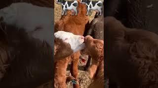 Baby cattle #cow #cattle