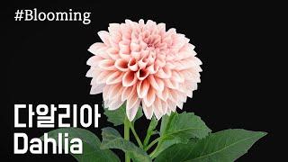 다알리아 꽃피는 모습 / Dahlia / 개화