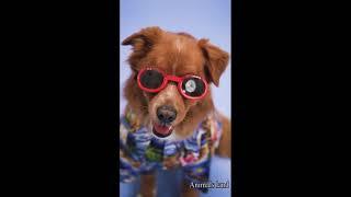 Funny!! Dog wearing glasses. Wow!!|Cute dog wearing t-shirt| #shorts