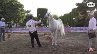 N 65 CAP BYANCO   Spanish Nationals 2022   Stallions 7   10 Years Old Class 11