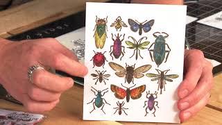 Entomology Framelits® with Tim Holtz - Sizzix