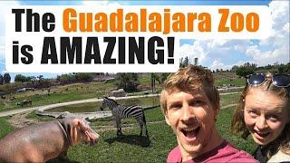 The GUADALAJARA ZOO is IMPRESSIVE!!