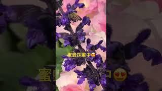 蜜蜂採蜜中|小C讀遊趣