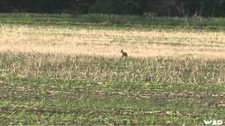 Predator Nation - Kansas Coyotes Part 1