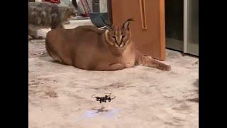 Big Floppa vs Drone : Caracal