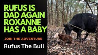 Rufus Is Dad Again Roxanne Has a Baby || Rufus The Bull ||