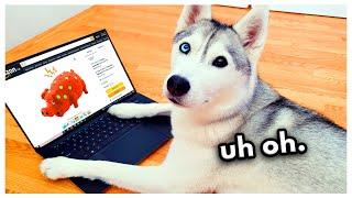 Husky Secretly Orders Toys Online WITHOUT Permission!