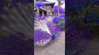 peacock dance real video #peacock #beautiful #birds #animals